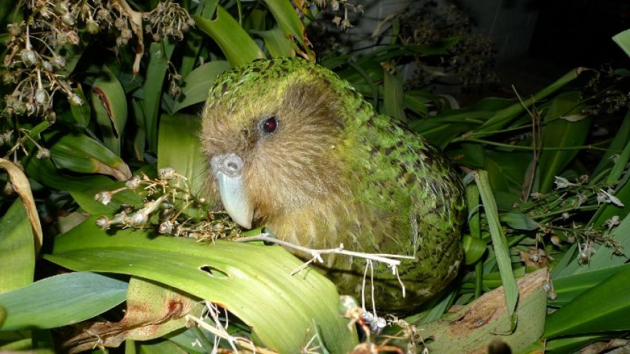 Papagei mit grünem Gefieder und breitem Schnabel; sitzt im Gebüsch