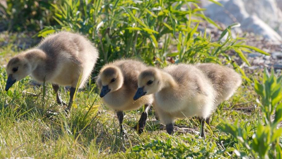 Drei Kanadagansküken laufen zusammen über die Wiese