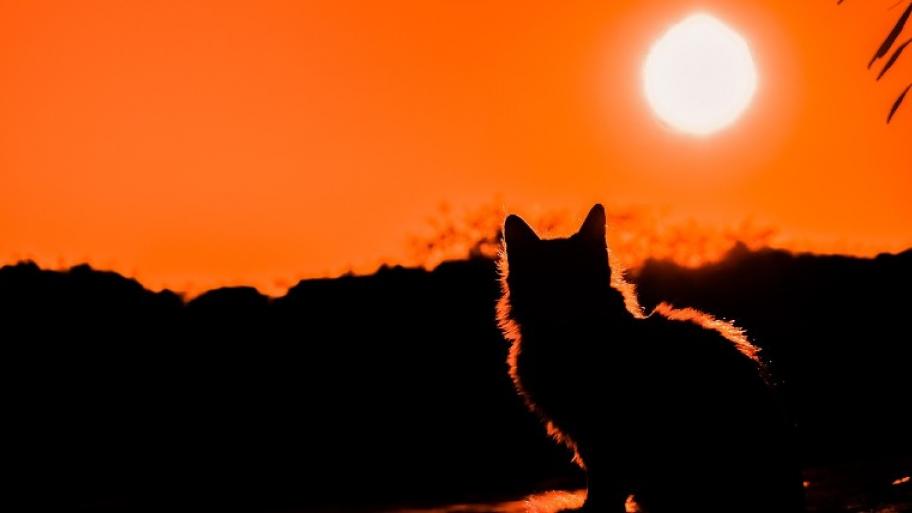 Katze sitzt im Sonnenuntergang, man sieht nur die Silhouette der Katze von hinten, der Himmel ist orange