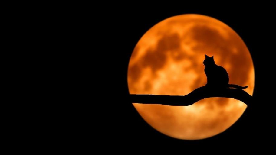 eine Katze sitzt auf einem Ast vor orange-rotem Vollmond; es ist nur ihre Silhouette zu erkennen