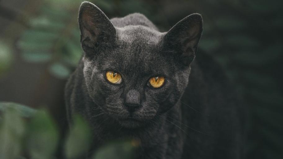 schwarze Katze mit gelben Augen schleicht durchs Gebüsch