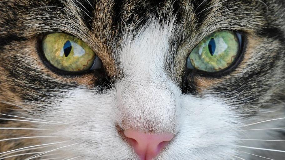 Katzenkopf in Nahaufnahme, ein gelbes und ein grünes Auge, weiße Blesse um die Nase