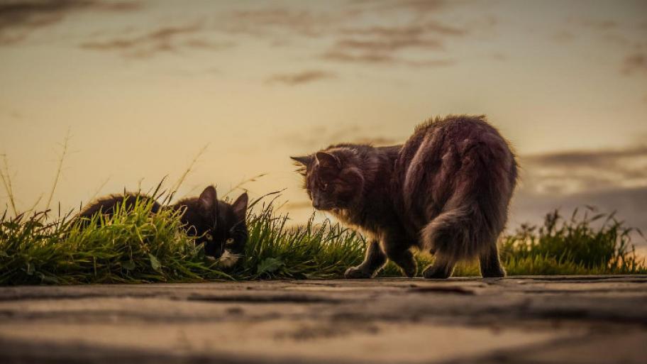 Katzen am Feldrand, linke Katze liegt im Gras, funkelnd gelbe Augen, rechte Katze steht auf Steinboden, langes schwarz-graues Fell