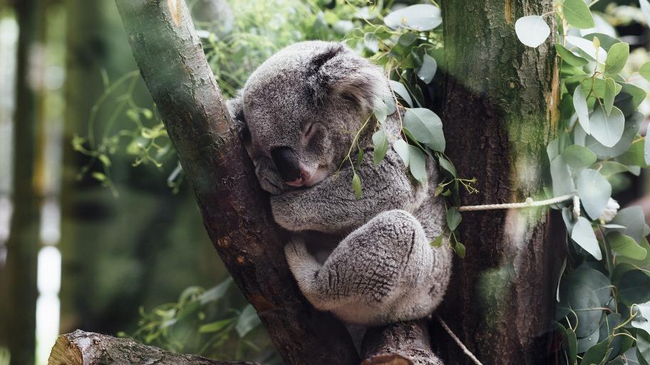Koala sitzt zwischen zwei Bäumen (in einer Astgabel) und schläft