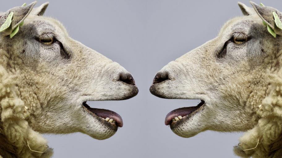 zwei Schafe gegenüber voneinander mit offenem Maul