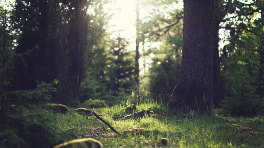 Eine Lichtung im Wald