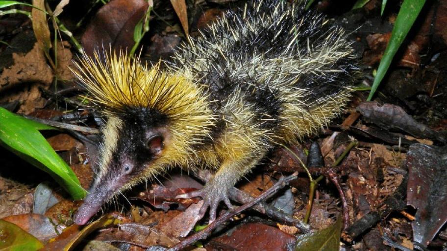 Ein Gelbstreifentenrek in der Natur