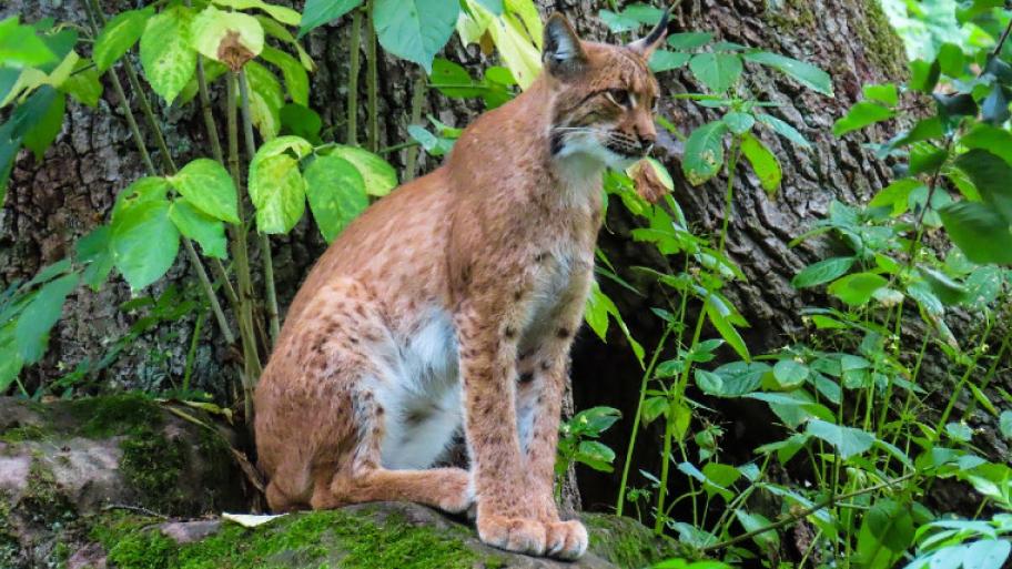 Luchs mit orang-weißem Fell, gepunktet sitzt aufmerksam auf einem bemoosten Baumstamm, links und rechts grüne Blätter