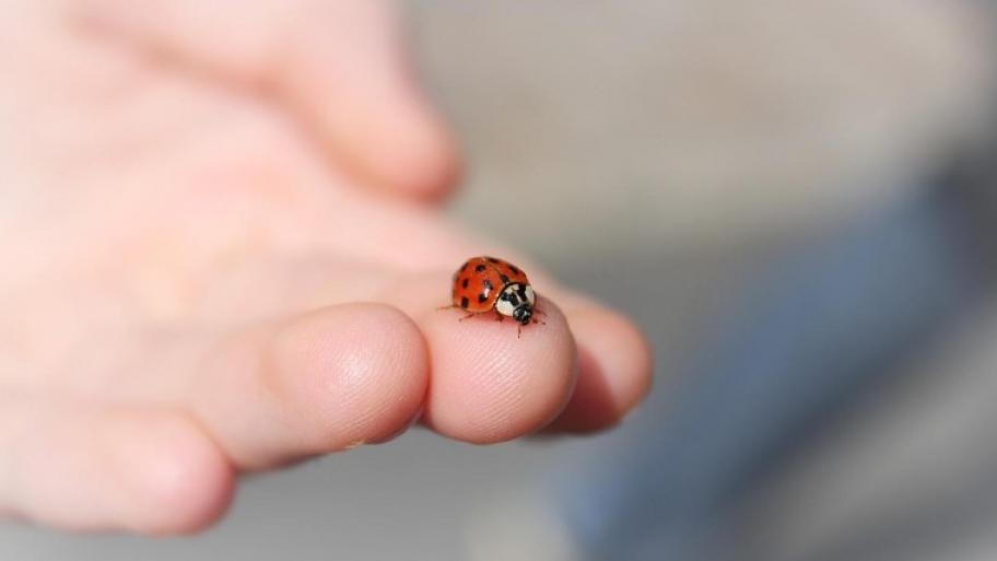 Marienkäfer sitzt auf der Spitze des Mittelfingers