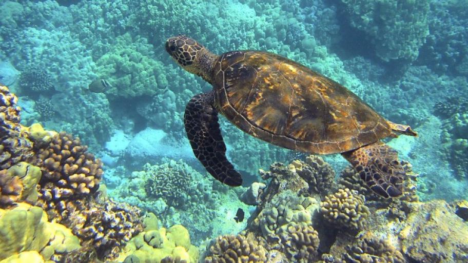 Meeresschildkröte schwimmt unter Wasser; Panzer dunkelbraun mit hellbraunen Akzenten; unten am Rand wachsen Korallen