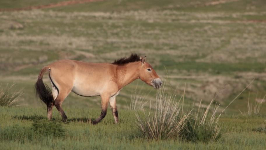 Ein braunes Przewalski-Pferd in grüner Steppe