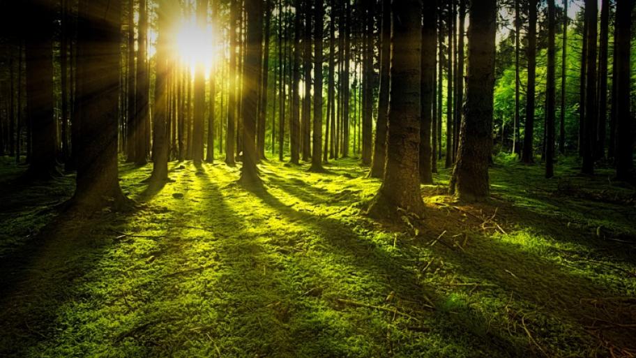 ein grüner Wald in einer Lichtung ist zu sehen