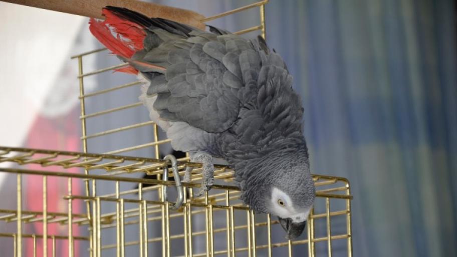 Papagei mit grauen Federn und rotem Schwanz befreit sich aus Käfig und knabbert an den Gitterstangen 