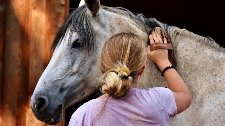 Mädchen putzt im Bereich der Mähne weiß-graues Pferd mit einer Bürste