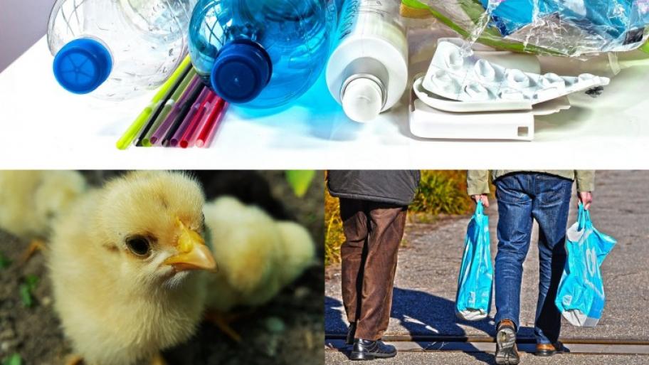 oberes Bild: zeigt verschiedene Plastikflaschen, Plastiktüten und Verpackungen, unteres Bild rechts: ein gelbes Küken, welches hochguckt, links unten: zwei Beine von zwei Menschen von hinten, die rechte Person trägt an jeder Hand zwei blaue Plastiktüten.