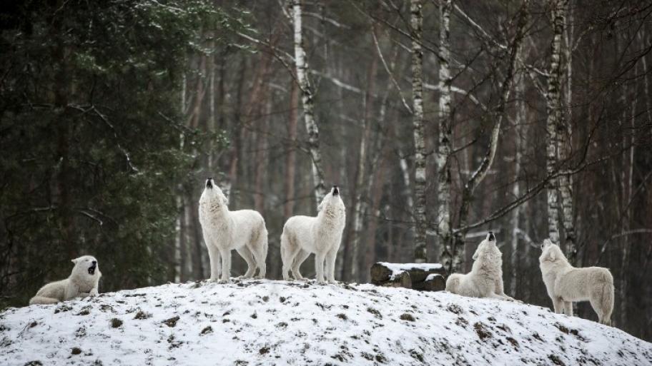 Fünf Polarwölfe im Wald bei Schnee; im Hintergrund stehen Birken; die Wölfe heulen auf