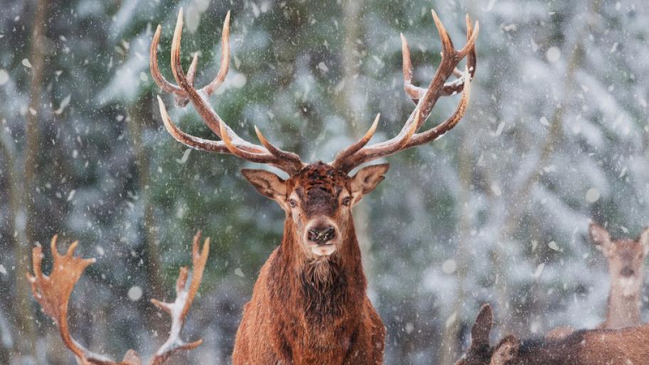 Rentier mit Geweih, steht im Nadelwald und schaut direkt in die Kamera, im Hintergrund schneit es 