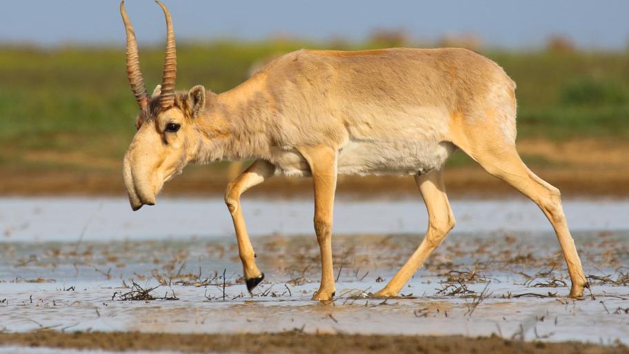 Eine Saiga Antilope. 