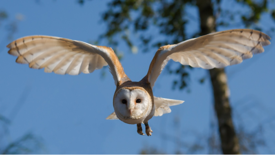 Schleiereule fliegt mit ausgebreiteten Flügeln durch die Luft; weiß beige Federn; blauer Himmel