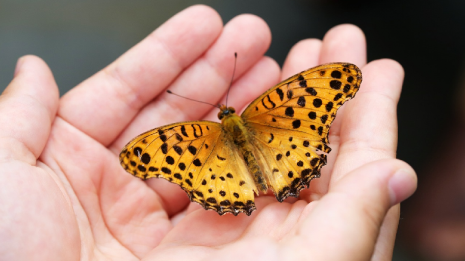 Schmetterling sitzt mit aufgeklappten Flügeln in den Händen einer Person, orangene Flügel mit schwarzen Punkten