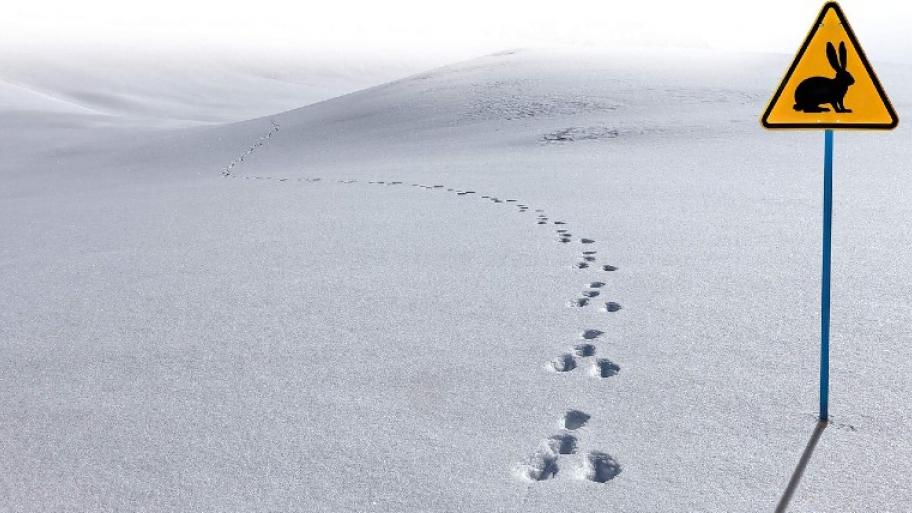 Ein Ort wo überall Schnee liegt. Im Schnee sind kleine Abdrücke von einem Hasen. Auf der rechten Seite ist ein gelbes Schild mit einem Hasen drauf. 