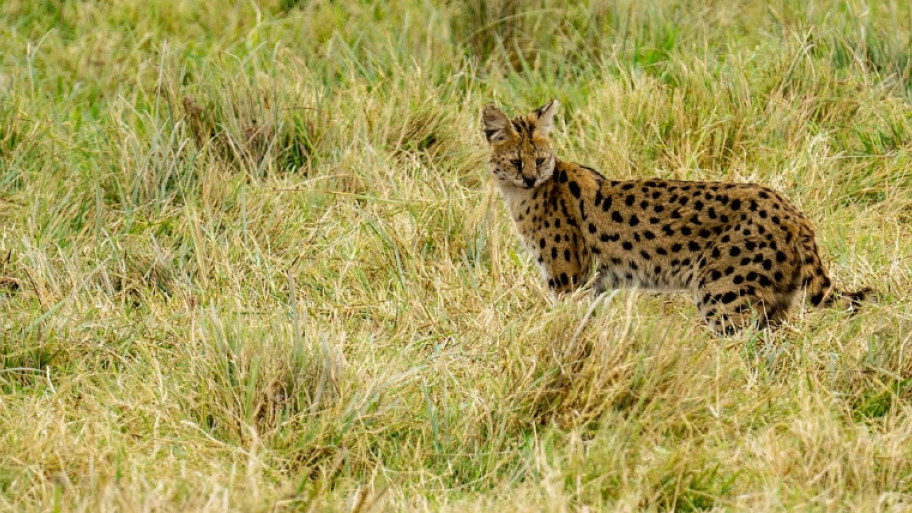 Serval im hohen Gras schaut nach Beute