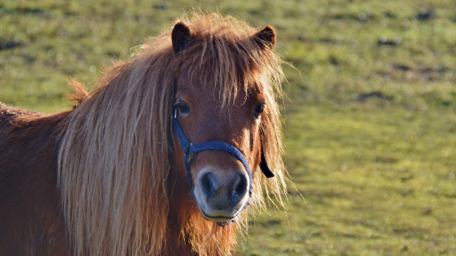 Shetlandpony: hellbraune Fellfarbe und blonde Mähne, schaut direkt in die Kamera, im Hintergrund Wiese