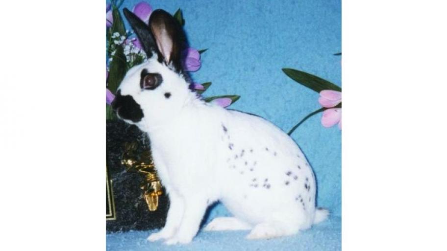 ein Kaninchen der Rasse Englische Schecke sitzt vor einem blauen Hintergrund, das Kaninchen ist weiß, hat eine schwarze Schnauze, schwarze Augenringe und schwarze Ohren und ein paar schwarze Punkte im Fell