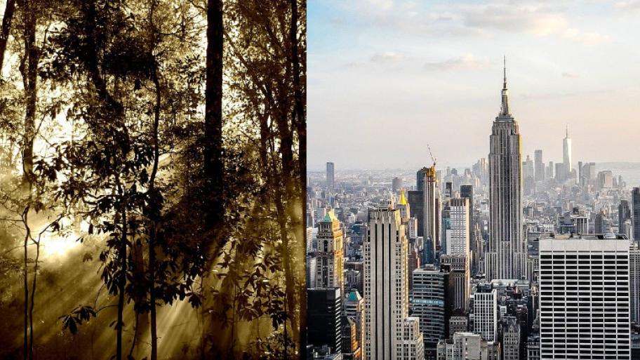 Zwei Bilder in einer Collage, links: Dschungel mit vielen Bäumen; Licht bricht durch die Baumkronen, rechts: Stadtansicht New York, hohe graue Gebäude