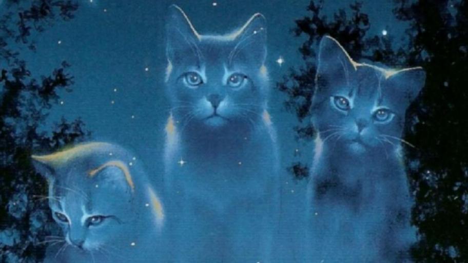 3 gezeichnete Katzen sitzen nebeneinander, das ganze Bild ist bläulich gehalten, im Hintergrund dunkel Sternennacht, links und rechts Baumsilhouetten