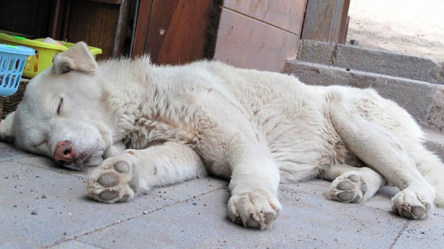 Straßenhund mit weißem Fell liegt auf dem Boden, Beine seitlich ausgestreckt und Augen geschlossen