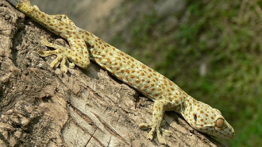 Gecko auf einem Stück Baum