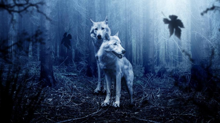 zwei Wölfe in einem dunklen Wald sind zu sehen. Mondlicht scheint auf sie