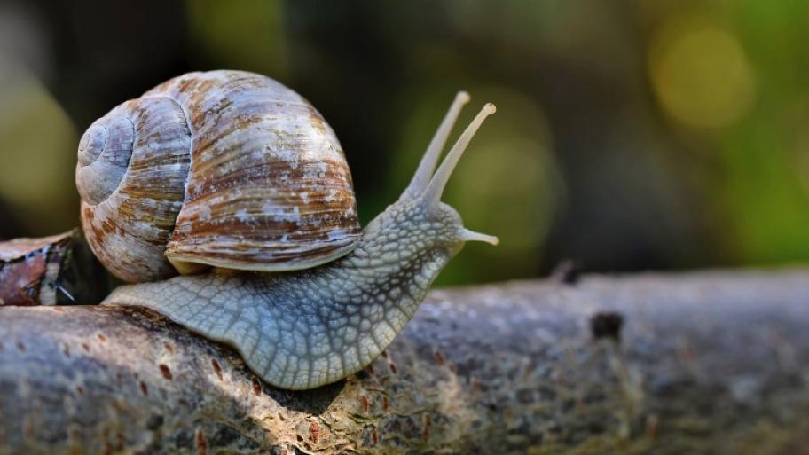 Weinbergschnecke mit Schneckenhaus; sitzt auf einem dicken Ast und streckt die Fühler nach oben aus