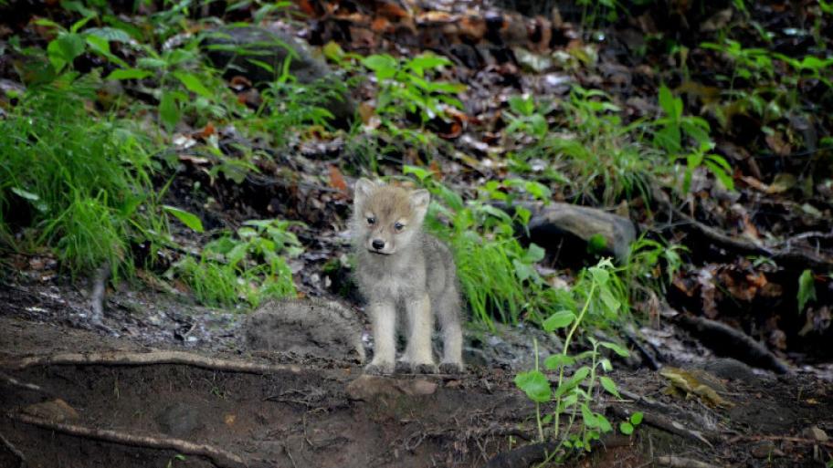 Wolf Welpe, weiß-graues Fell, steht im Wald, guckt in die Kamera, 