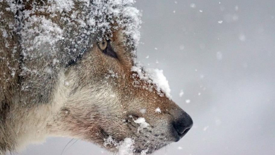 Wolf von der Seite, nur das Gesicht ist zu sehen, Schnee hat sich im Fell verfangen