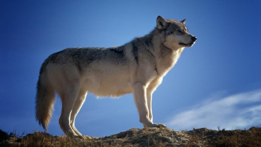 Wolf steht auf einem Stein und wird von unten fotografiert, im Hintergrund blauer Himmel