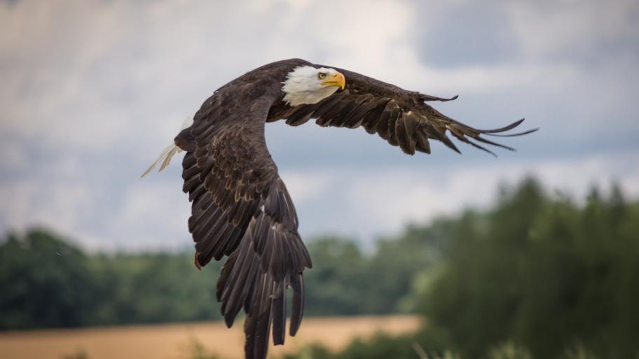 ein fliegender Seeadler