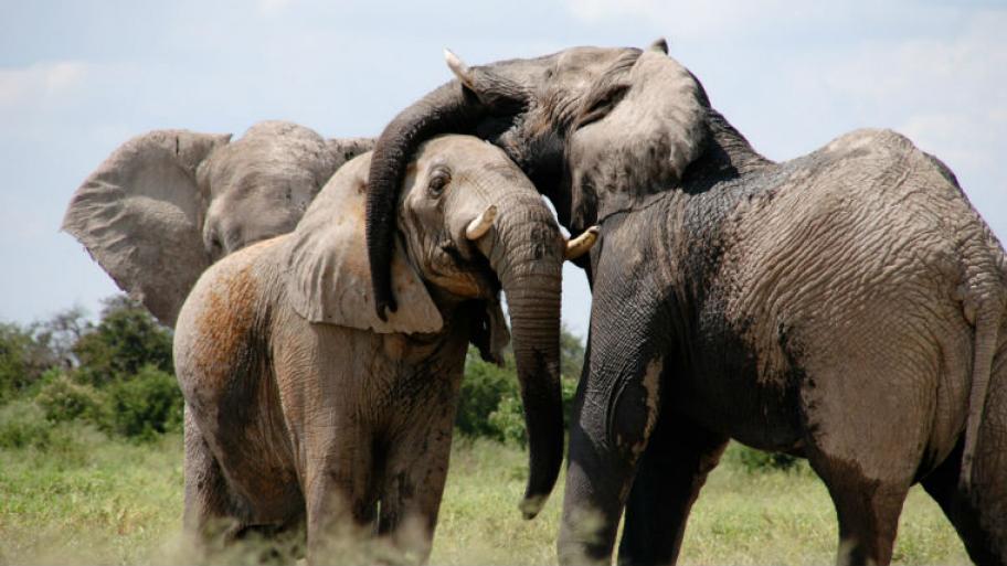 Ein Elefant legt den Rüssel um einen anderen Elefanten.
