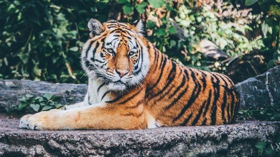 Tiger auf Felsen