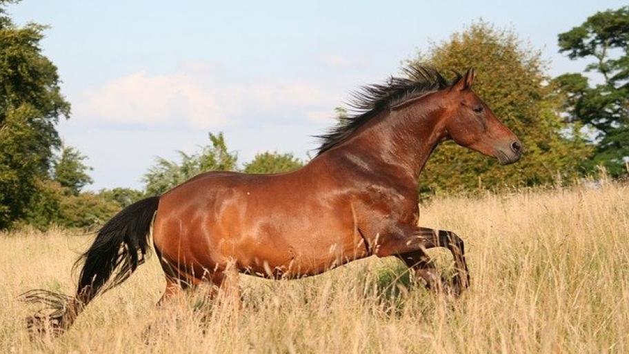 Mustang Pferd
