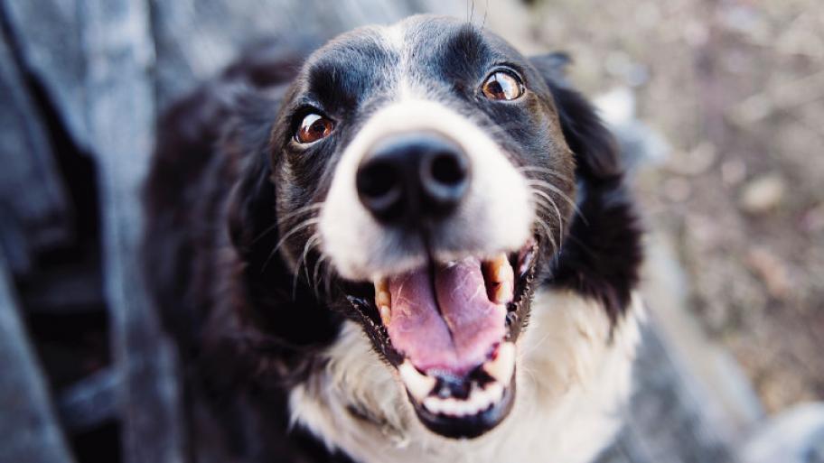 Ein Hund schaut den Betrachter an