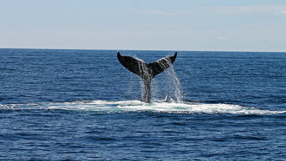 Man sieht einen Wal im offenen Ozean abtauchen. 