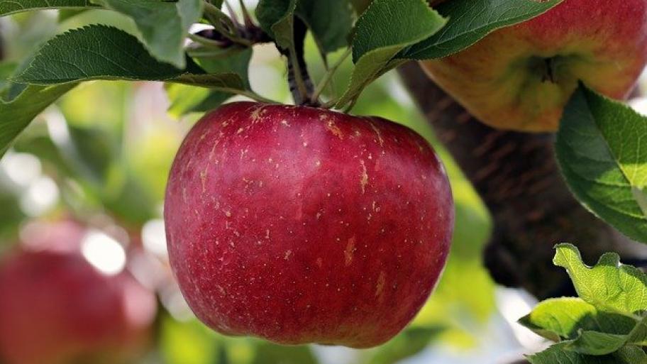 Apfel am Baum