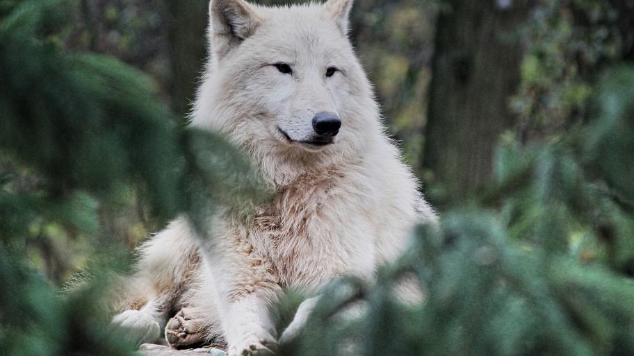 Polarwolf in Mitten eines Tannenwaldes