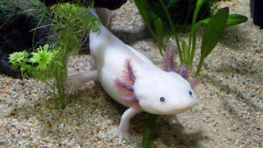 ein heller Axolotls schwimmt zwischen Wasserpflanzen, der Untergrund sind kleine Kiesel