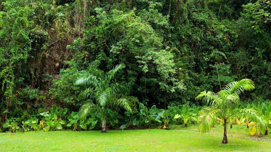 Pflanzen und der Boden des Regenwaldes