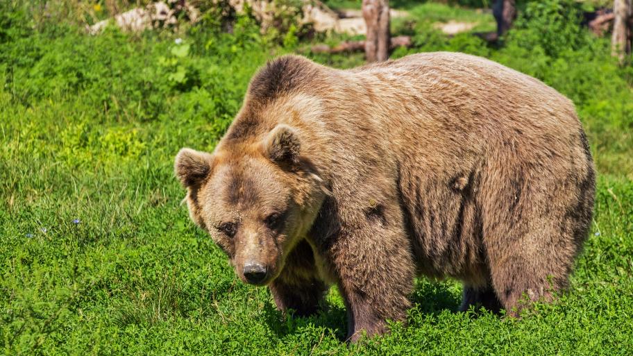 Ein großer Braunbär.
