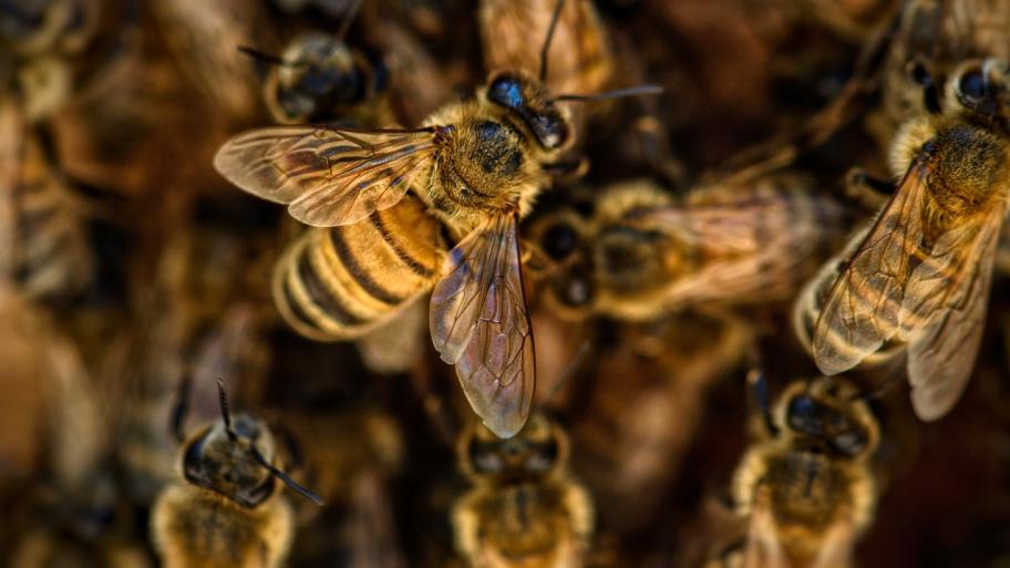 Bienen