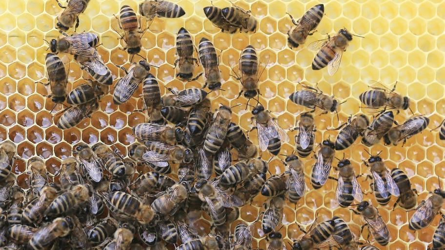 Mehrere Bienen auf einer Honigwabe. 